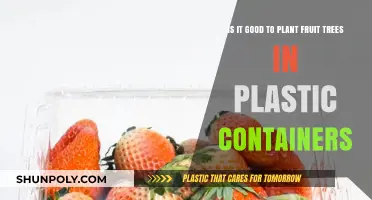 Plastic Containers for Fruit Trees: Good or Bad?