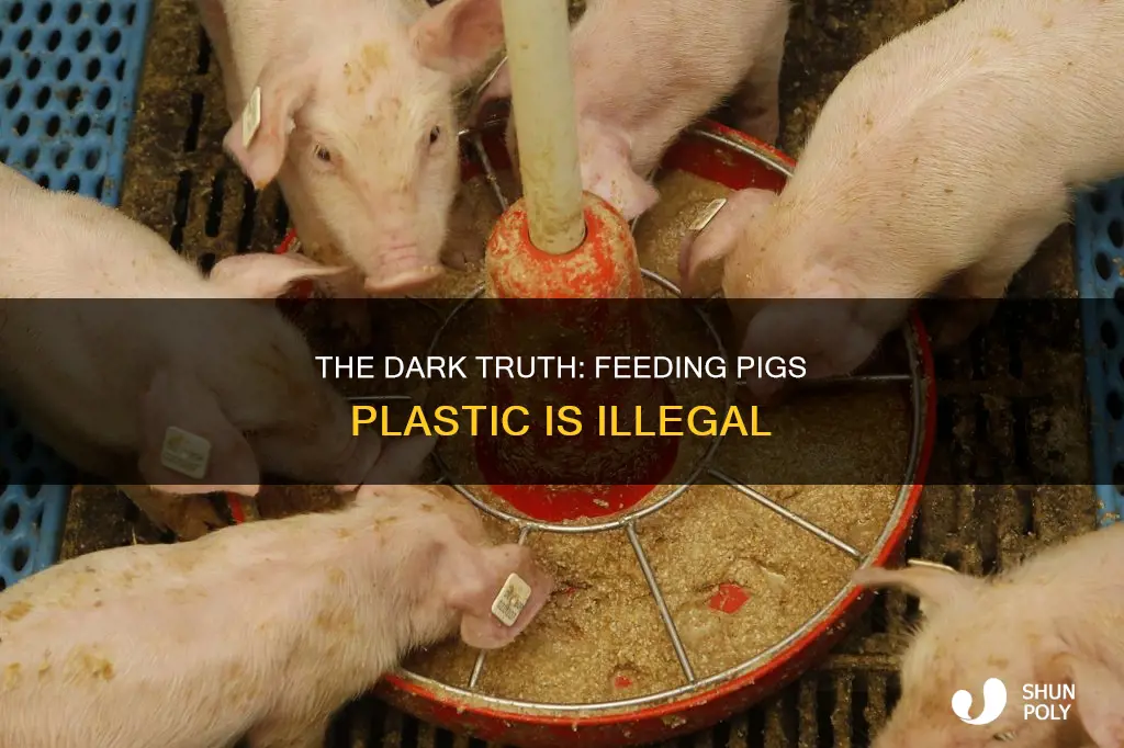 is it legal to feed pigs plastic