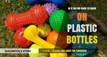 Can Dogs Safely Chew Plastic Bottles? Risks and Alternatives Explained
