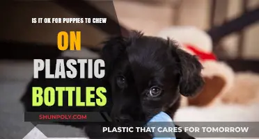 Puppies and Plastic Bottles: Safe Chewing Habits for Your Pup