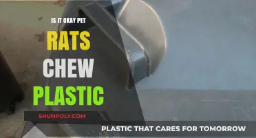 Plastic and Pet Rats: A Dangerous Mix