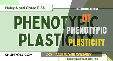 How Learning Changes Us: Phenotypic Plasticity Explained