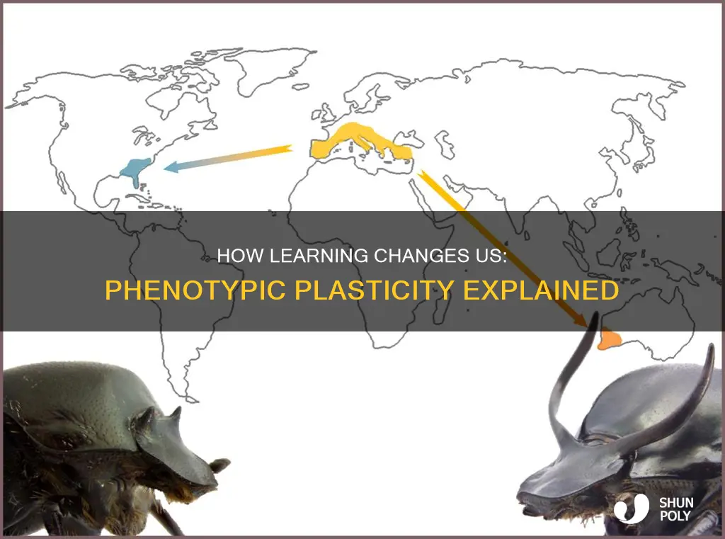 is learning a form of phenotypic plasticity