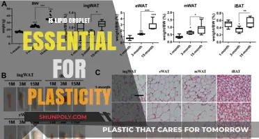 Lipid Droplets: Fueling Neuronal Plasticity?
