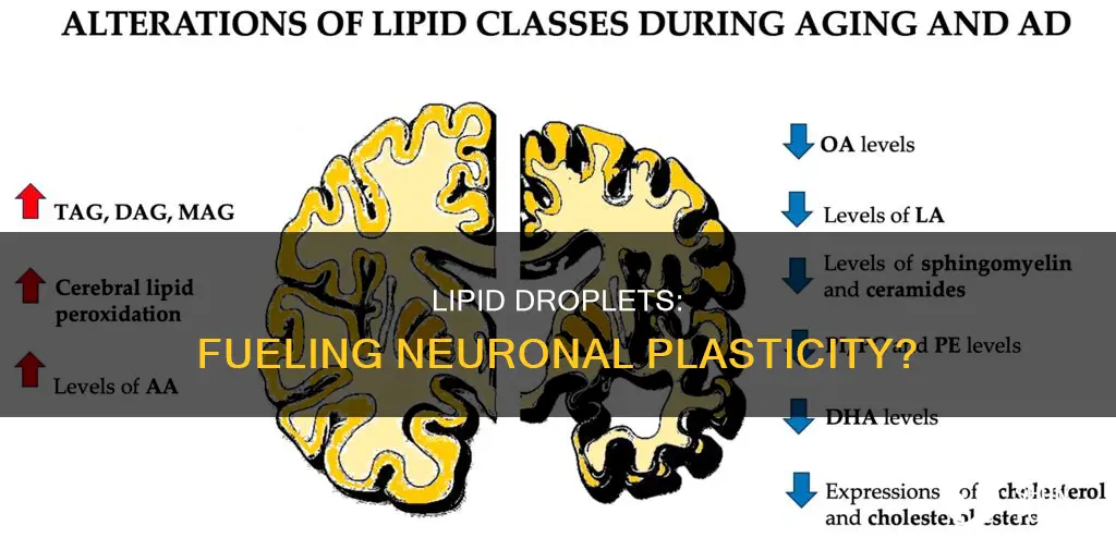is lipid droplet essential for plasticity