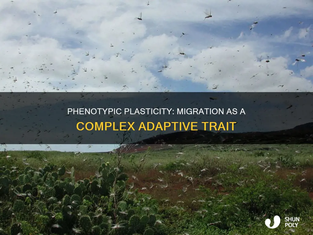 is migration an example of phenotypic plasticity