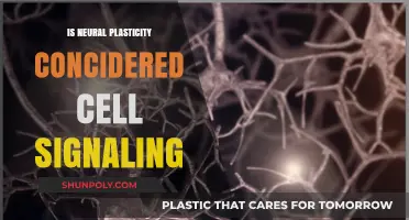 Cell Signaling and Neural Plasticity: What's the Link?