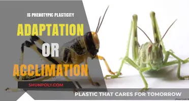 Phenotypic Plasticity: Adaptation, Acclimation, or Both?