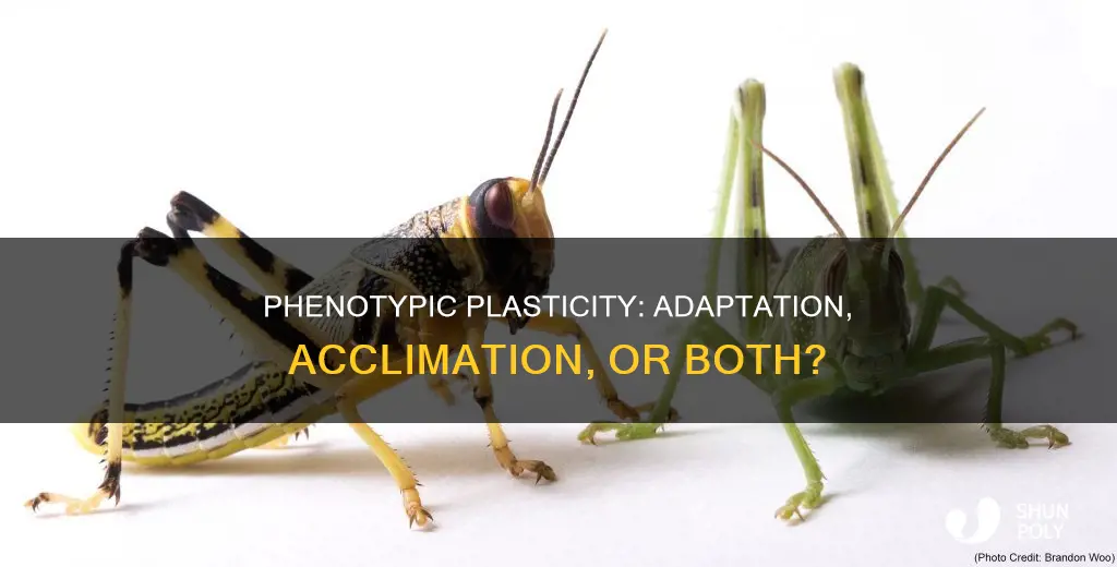 is phenotypic plasticity adaptation or acclimation