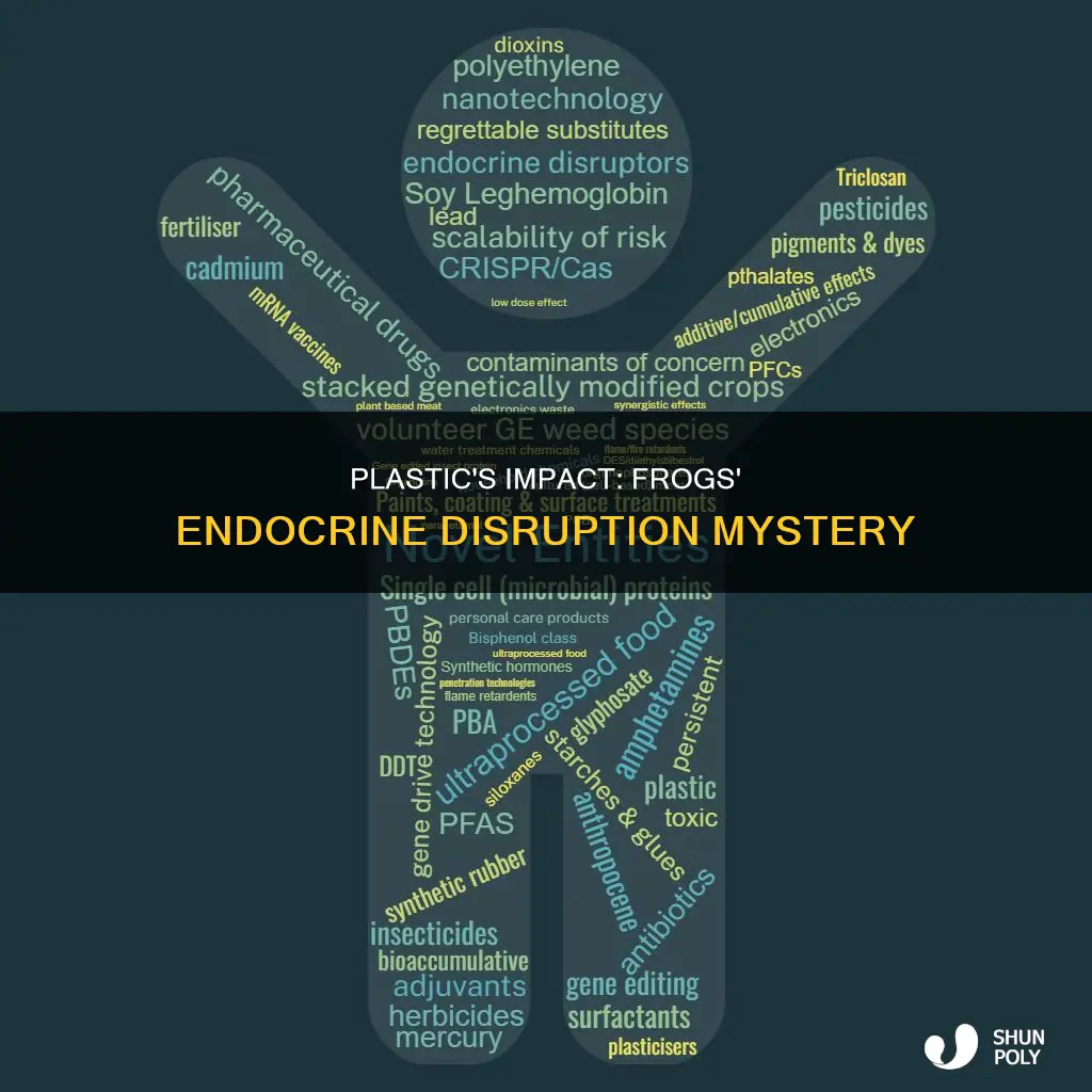 is plastic an endocrine disruptor on frogs