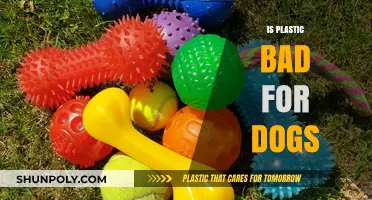 Is Plastic Harmful to Dogs? Understanding the Risks and Prevention