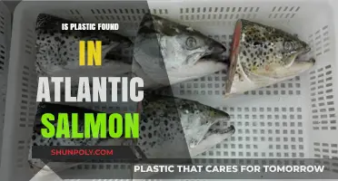 Plastic in Salmon: The Atlantic Crisis