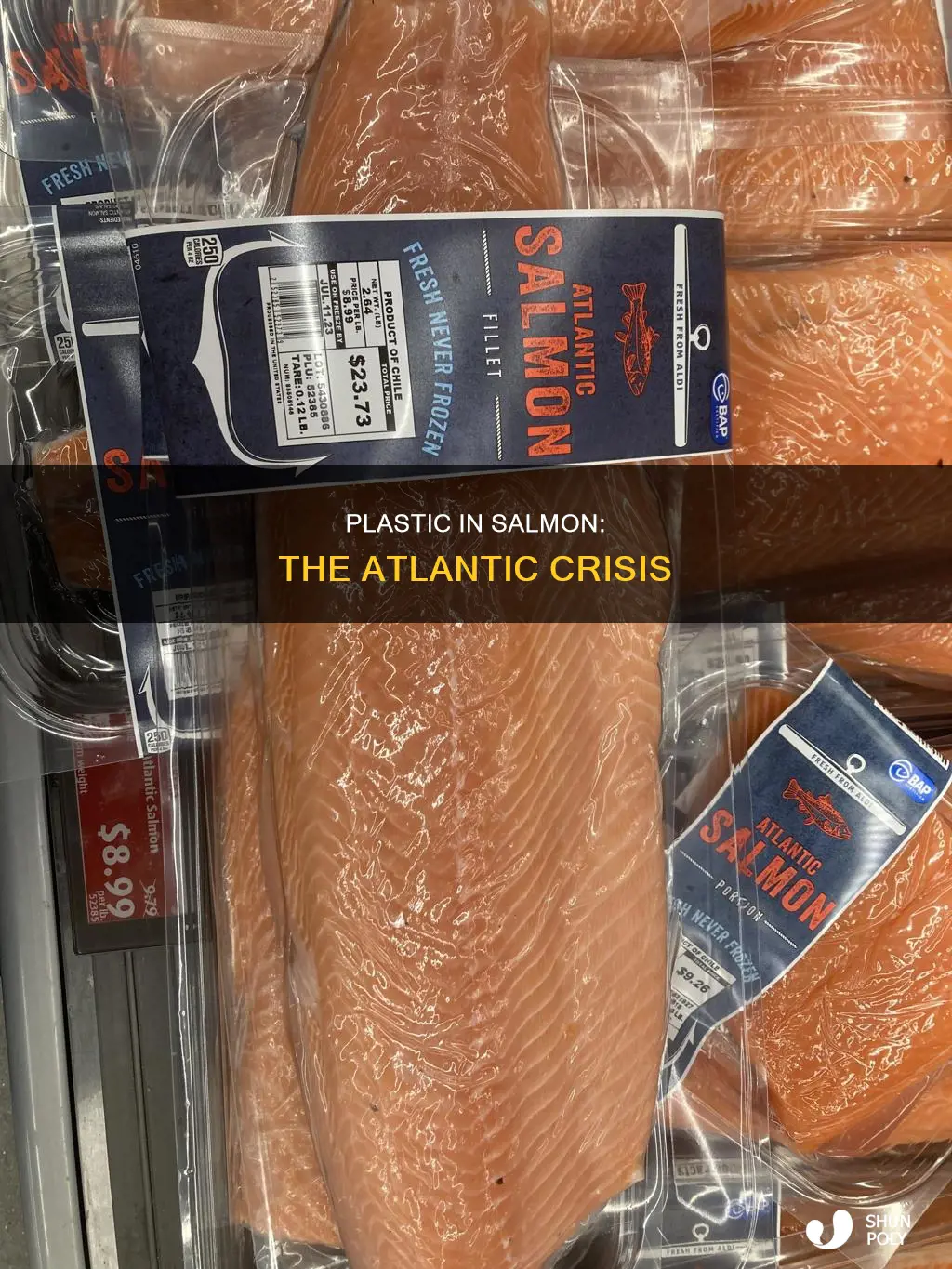 is plastic found in atlantic salmon