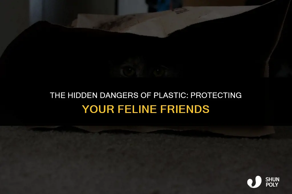 is plastic harmful to cats