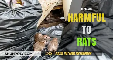 The Impact of Plastic on Rat Health: A Comprehensive Study