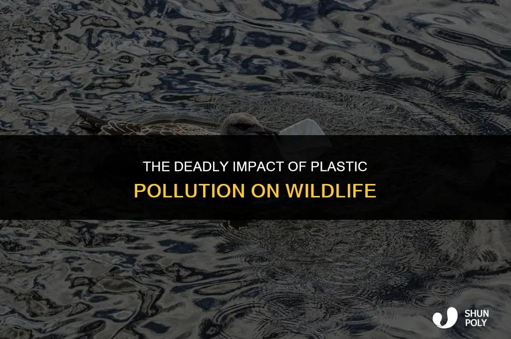 is plastic killing animals