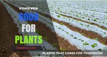 Plastic Mulch: Boon or Bane for Plants?