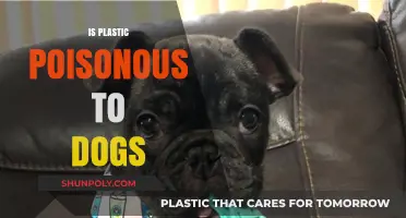 The Hidden Dangers of Plastic: Is It Poisonous to Our Canine Companions?