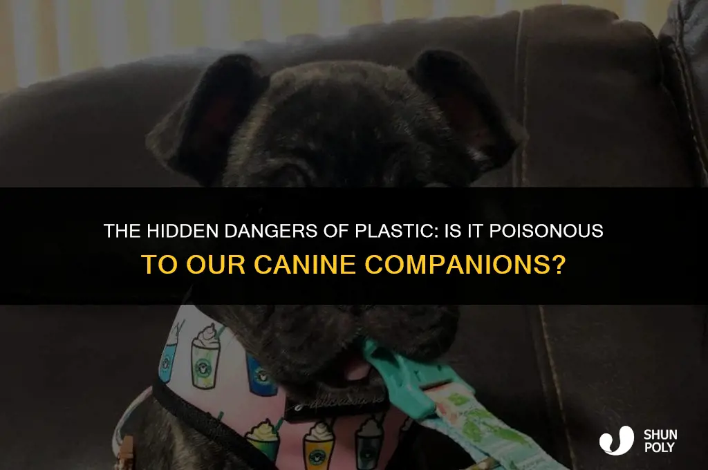 is plastic poisonous to dogs
