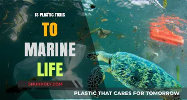 How Plastics Poison Marine Life