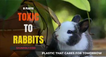 The Hidden Dangers of Plastic: Is It Toxic to Rabbits?