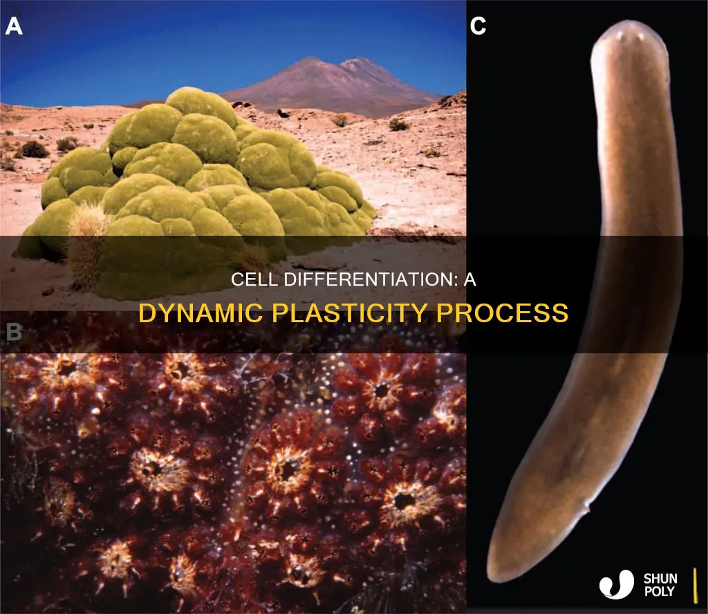 is plasticity high during cell differentiation