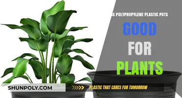 Polypropylene Plastic Pots: Good for Plants?