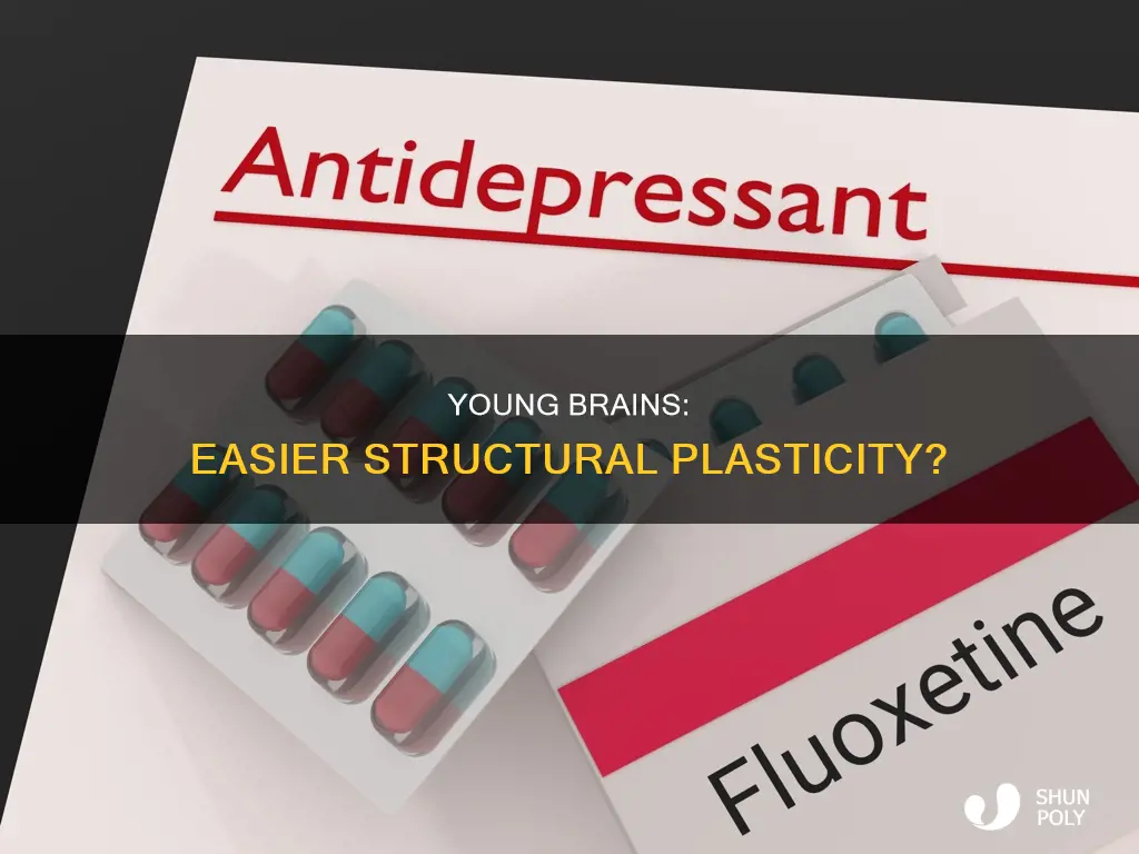 is structural plasticity easier in younger