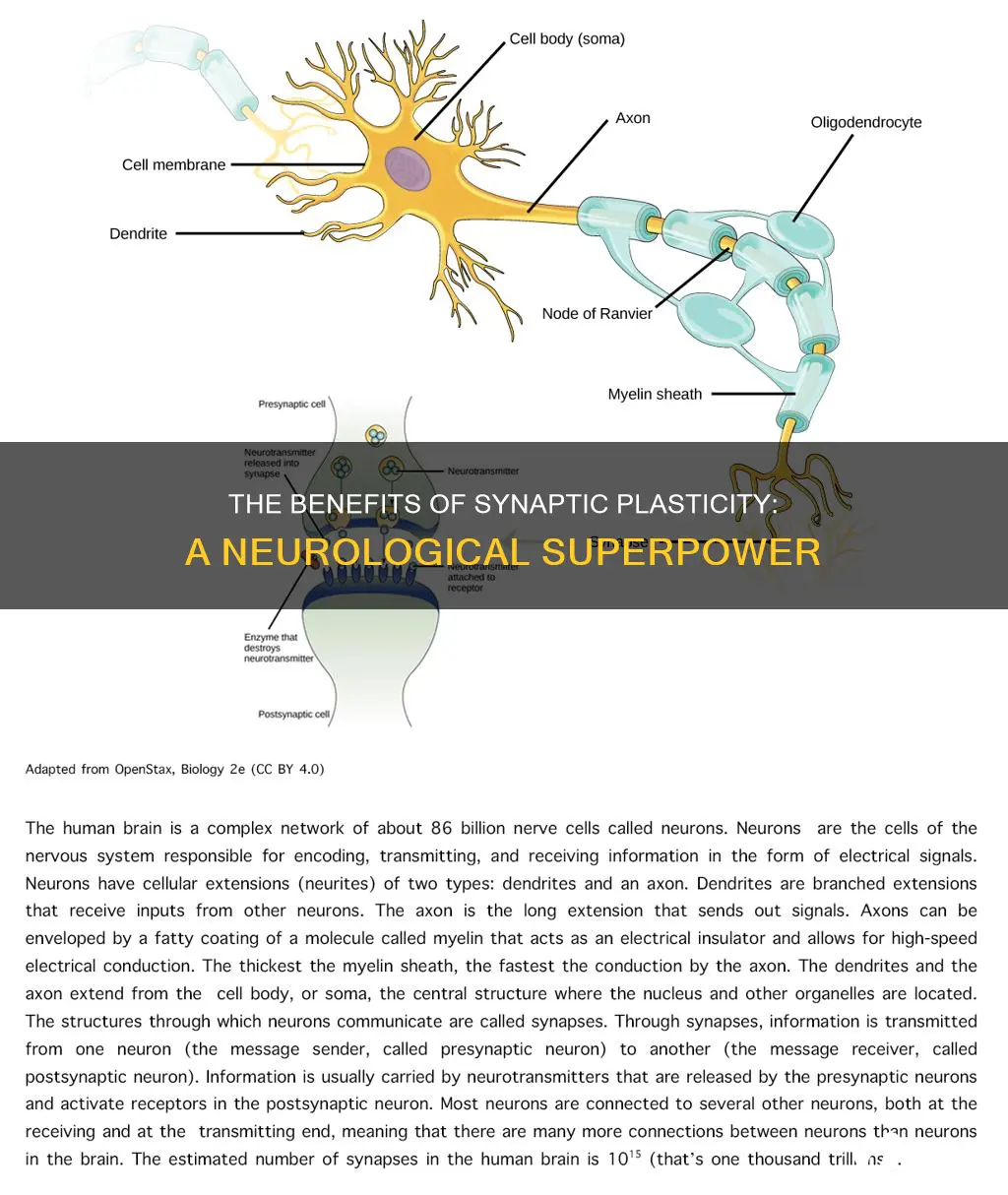 is synaptic plasticity a good thing