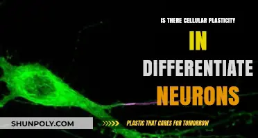Cellular Plasticity: Can Differentiated Neurons Change?