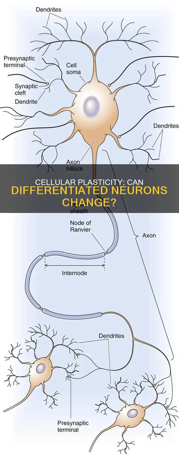 is there cellular plasticity in differentiated neurons