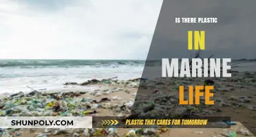 Plastic Pollution: Marine Life's Unwanted Guest
