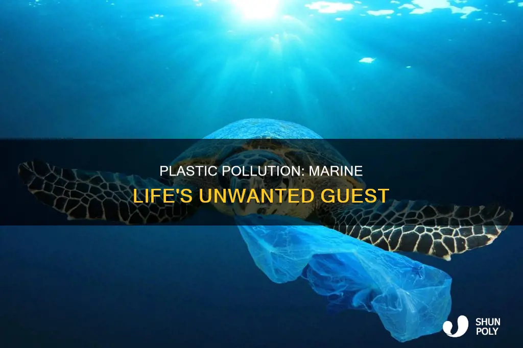 is there plastic in marine life