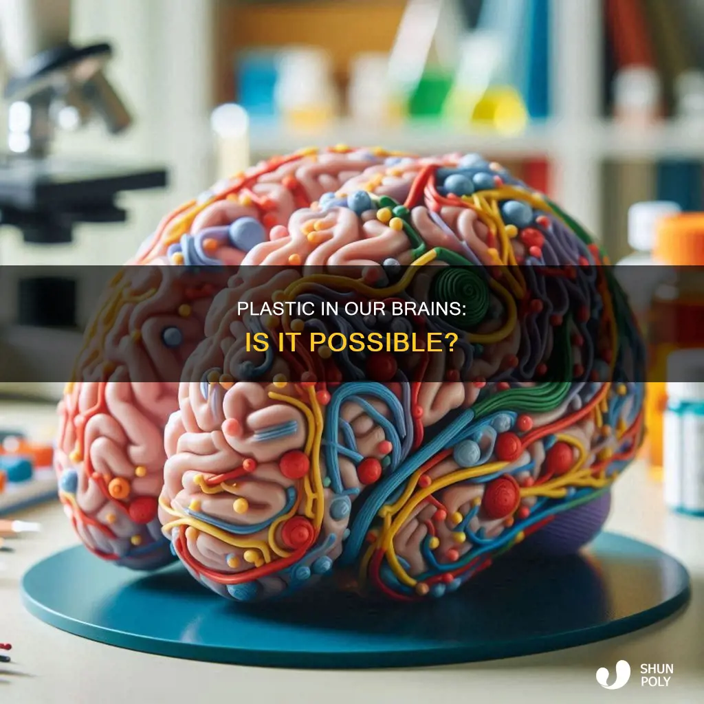 is there plastic in our brains