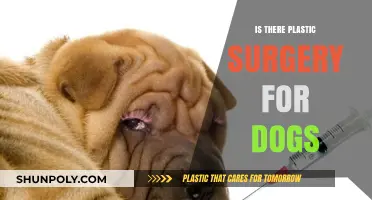 Canine Cosmetic Procedures: Exploring Plastic Surgery Options for Dogs