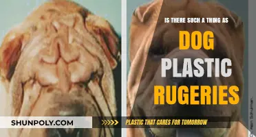 Exploring the Myth of Dog Plastic Ruggeries: Facts and Fiction