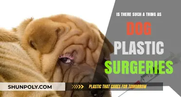 Dog Plastic Surgeries: Fact or Fiction? Exploring Canine Cosmetic Procedures