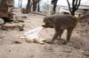 plastic bag