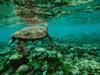plastic ocean