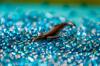 plastic ocean