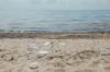 plastic ocean