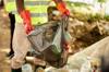 plastic pollution