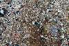 plastic pollution