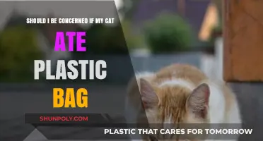 Cat Ate Plastic Bag: Should You Be Concerned?