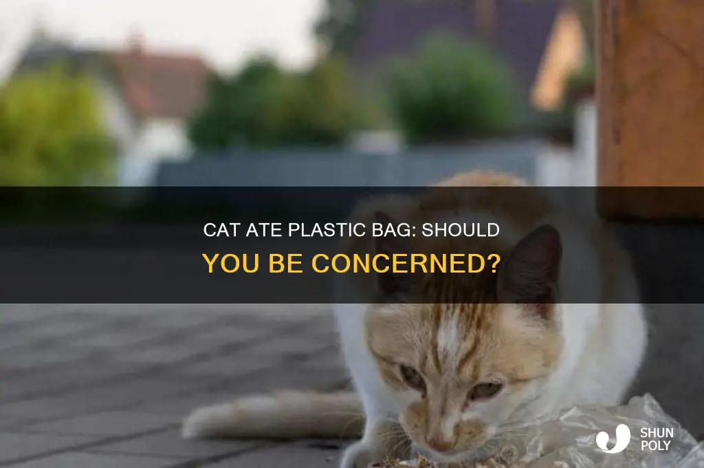 should i be concerned if my cat ate plastic bag