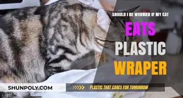 Feline Follies: The Dangers of Cats Ingesting Plastic Wrappers