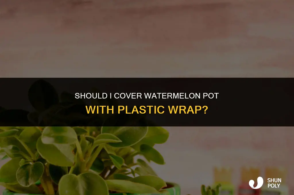 should i cocer wayermelon pot with plastic wrap