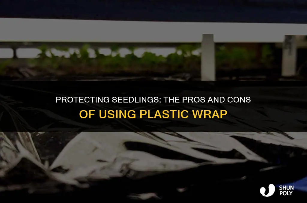 should i cover my seedlings with plastic wrap
