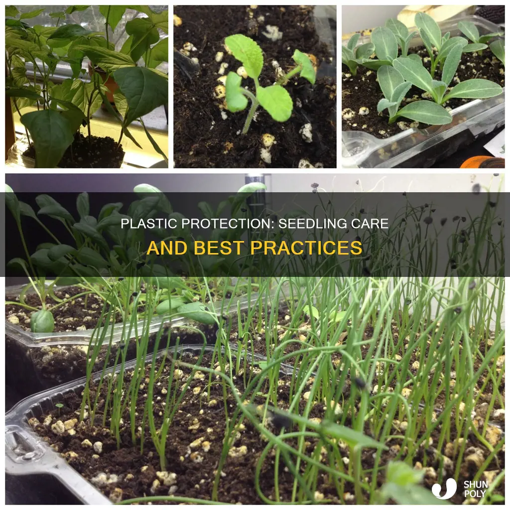 should i cover my seedlings with plastic