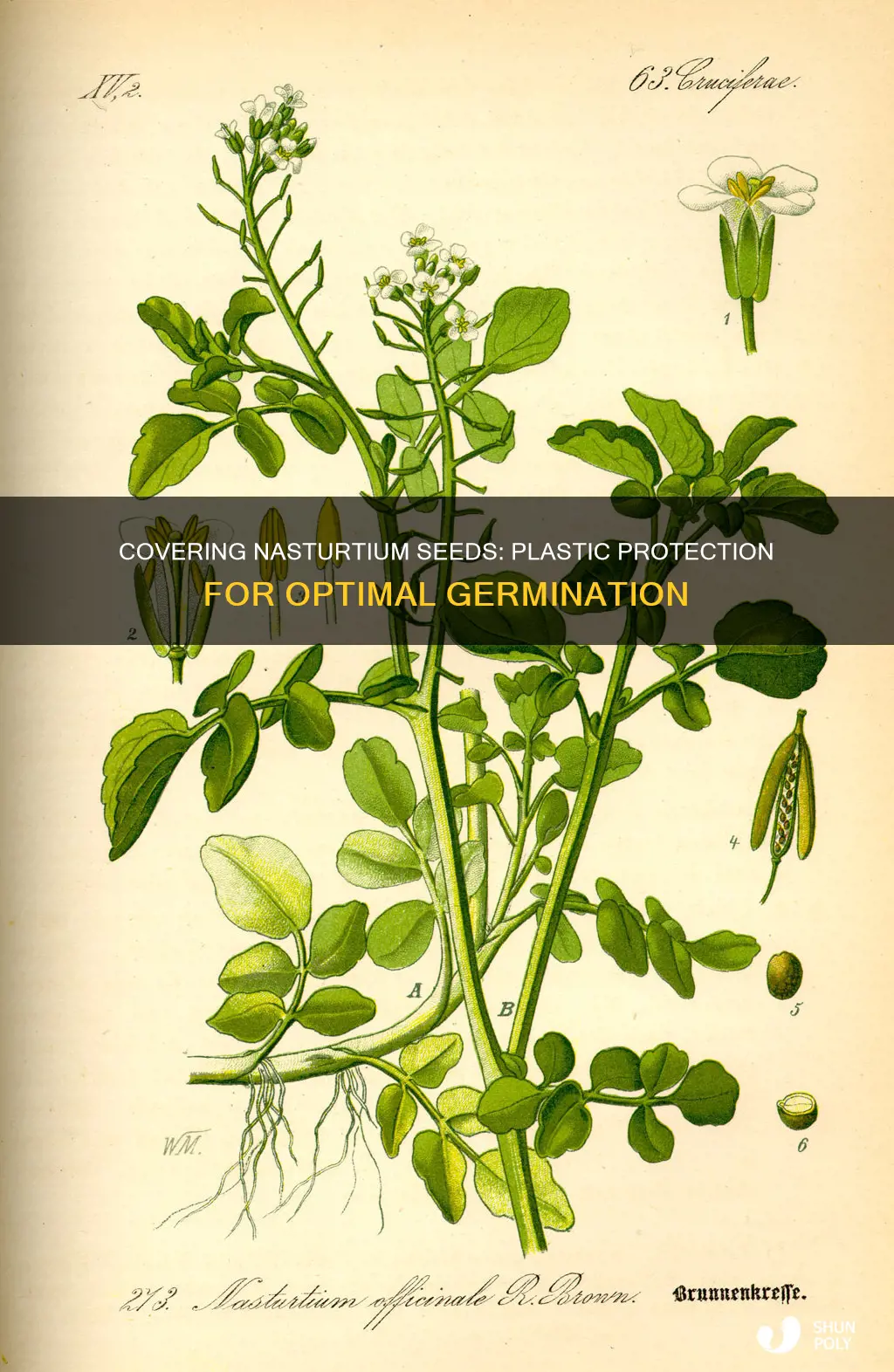 should i cover nasturtium seed with plastic